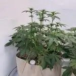 Living Soil - Secret Kush Cross
