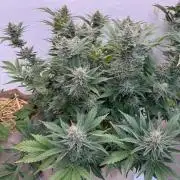 Living Soil - Aficionado 2nd MJ‘25