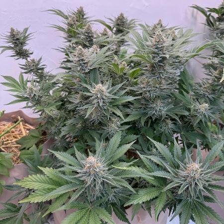 Living Soil - Aficionado 2nd MJ‘25