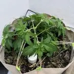 Living Soil - Secret Kush Cross