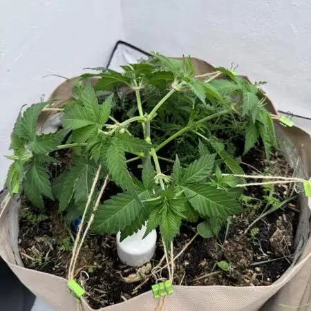 Living Soil - Secret Kush Cross