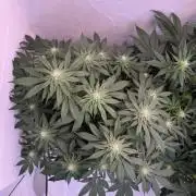 Living Soil - Secret Kush Cross
