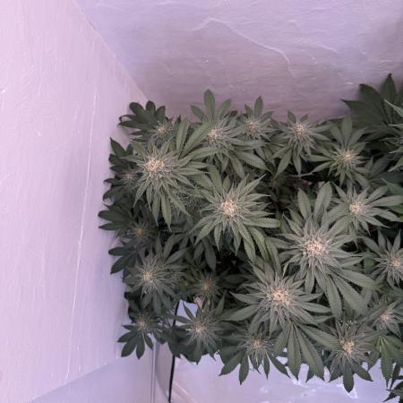 Living Soil - Secret Kush Cross