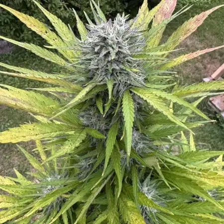 Outdoor Dosidos