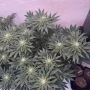 Living Soil - Aficionado MJ‘25