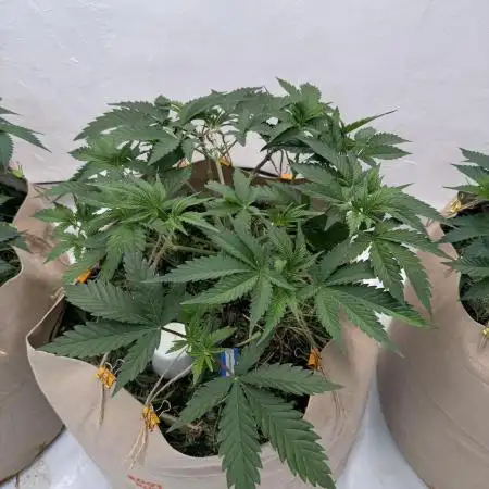 Living Soil - Aficionado 2nd MJ‘25