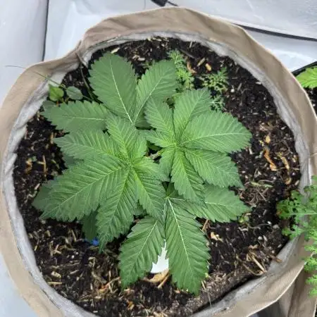 Living Soil - Secret Kush Cross