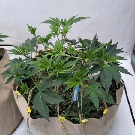 Living Soil - Aficionado MJ‘25