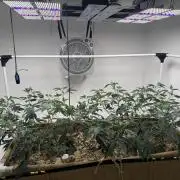 Living Soil - Headband