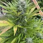 Outdoor Dosidos