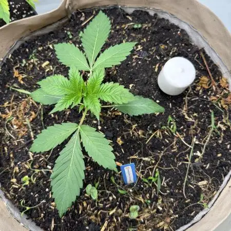 Living Soil - Aficionado MJ‘25