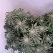 Living Soil - Secret Kush Cross