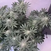 Living Soil - Aficionado MJ‘25