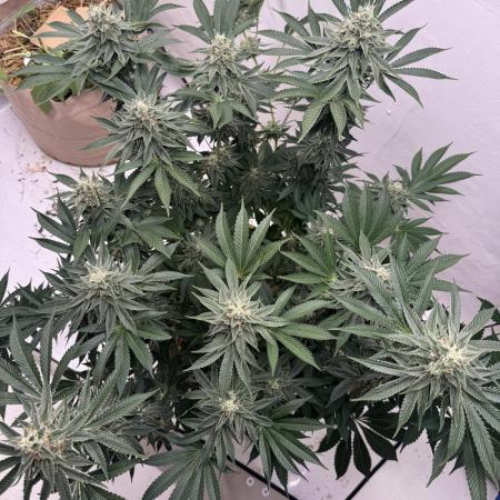 Living Soil - Aficionado MJ‘25