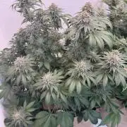 Living Soil - Secret Kush Cross