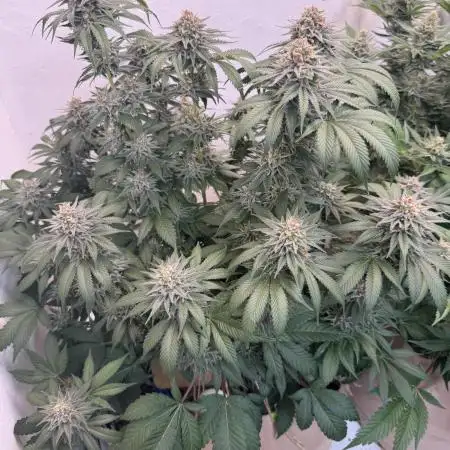 Living Soil - Secret Kush Cross