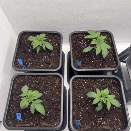 Grandma’s Genetics - Headband