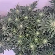 Living Soil - Aficionado 2nd MJ‘25