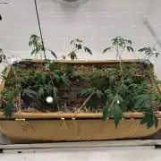 Living Soil - Headband