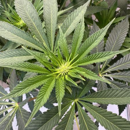 Living Soil - Aficionado MJ‘25