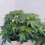 Living Soil - Secret Kush Cross