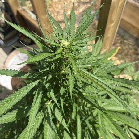 Outdoor - Rock Machine