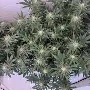 Living Soil - Aficionado 2nd MJ‘25