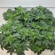 Grandma’s Genetics - Headband