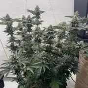 Living Soil - Aficionado MJ‘25