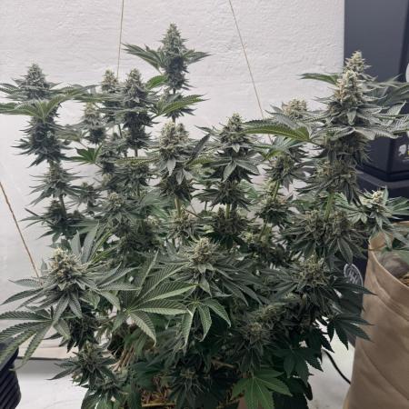 Living Soil - Aficionado MJ‘25