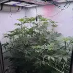Living Soil - Ice Cream Haze