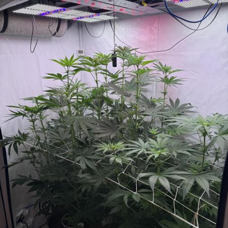 Living Soil - Ice Cream Haze