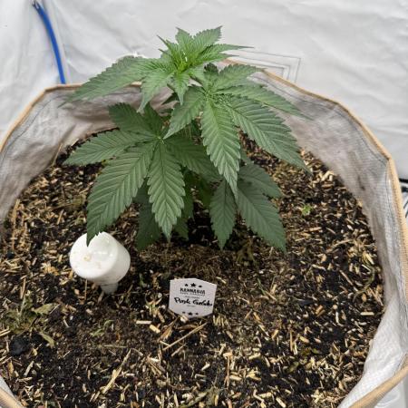 Living Soil - Pink Gelato