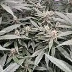 Living Soil - Pink Gelato