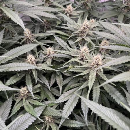 Living Soil - Pink Gelato