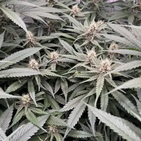 Living Soil - Pink Gelato