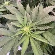 Living Soil - Aficionado 2nd MJ‘25