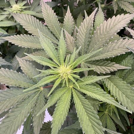 Living Soil - Aficionado 2nd MJ‘25