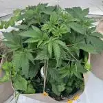 Living Soil - Aficionado 2nd MJ‘25