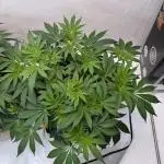 Living Soil - Aficionado MJ‘25