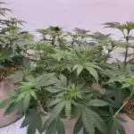 Living Soil - Aficionado 2nd MJ‘25