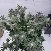 Living Soil - Aficionado MJ‘25