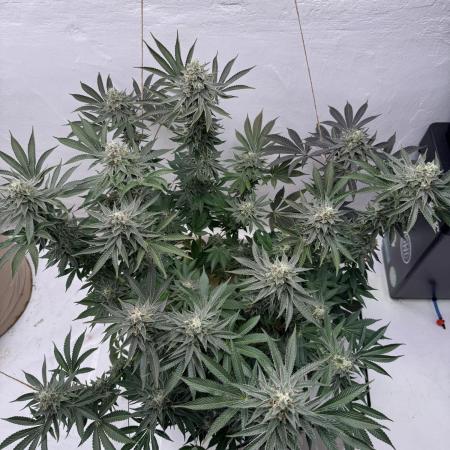 Living Soil - Aficionado MJ‘25