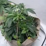 Living Soil - Aficionado MJ‘25