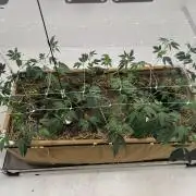 Living Soil - Headband
