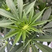 Living Soil - Aficionado MJ‘25