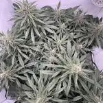 Living Soil - Pink Gelato