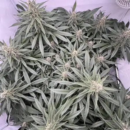Living Soil - Pink Gelato