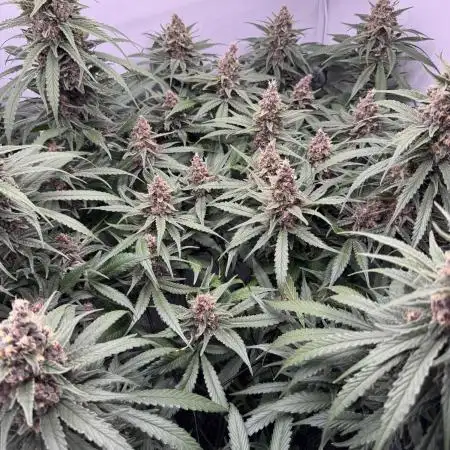 Living Soil - Pink Gelato