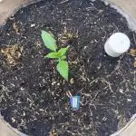 Living Soil - Aficionado MJ‘25